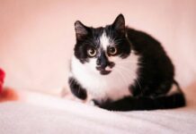 На Житомирщині під час карантину безпритульні тварини особливо потребують вашої допомоги