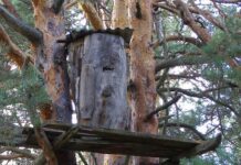 Бортництво у лісах розвивають у Житомирській області