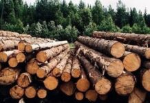 На Житомирщине "черные" лесорубы снова воруют дуб