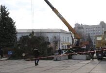 Головна ялинка Житомира буде відправлена на утилізацію