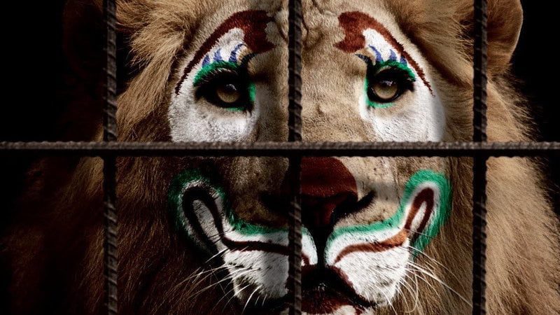 Цирк без тварин