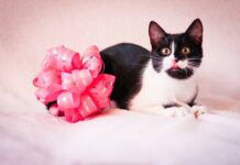 У перший день весни житомирян запрошують на захід, присвячений котикам
