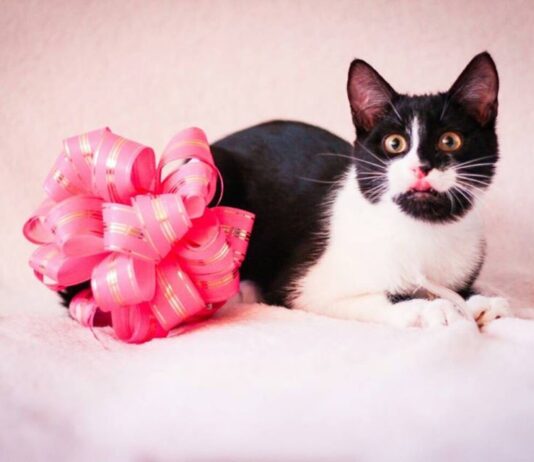 У перший день весни житомирян запрошують на захід, присвячений котикам