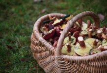 На Житомирщині в деяких районах рівень радіації в харчових продуктах перевищує норму