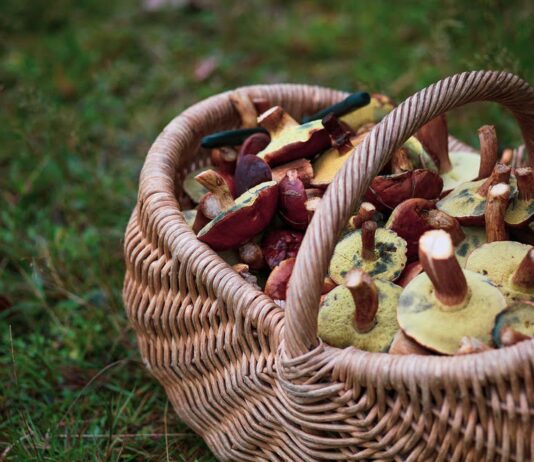 На Житомирщині в деяких районах рівень радіації в харчових продуктах перевищує норму