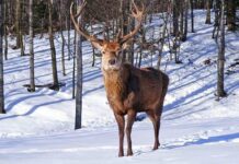 У Житомирській області у природу випустили 26 оленів