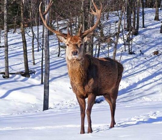 У Житомирській області у природу випустили 26 оленів