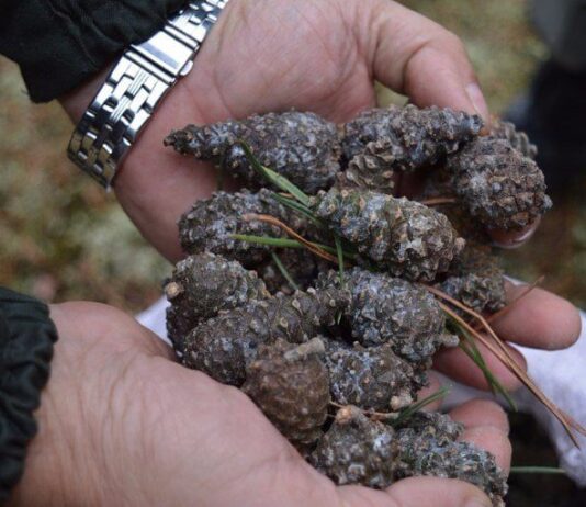 У Житомирському лісгоспі переробили понад 2 тонни шишок