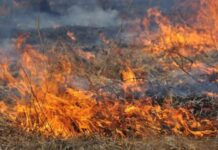 На мешканців Житомирщини екологи склали 20 протоколів за спалювання сухої трави