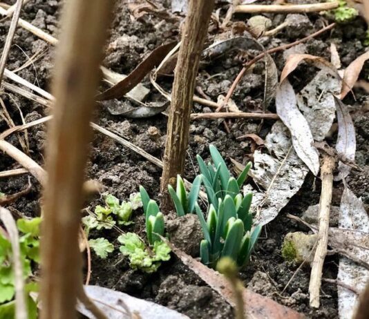 У Житомирі зацвітають підсніжники
