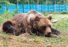 Под Житомиром из-за теплой зимы проснулись медведи