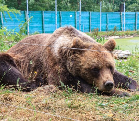 Під Житомиром через теплу зиму прокинулися ведмеді