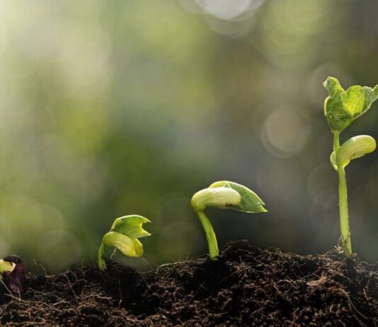 Фермер на Житомирщині висадить штучне насіння пшениці