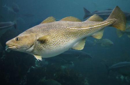 Зміни клімату призводять до накопичення токсичної ртуті в морепродуктах
