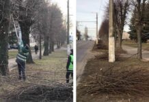 Кронирование деревьев в Житомире: польза и вред