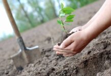 Курс на озеленення. Висадка лісів на Житомирщині