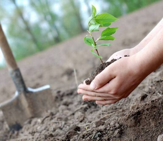 Курс на озеленення. Висадка лісів на Житомирщині