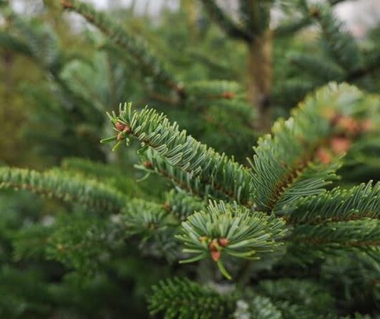 З 16 грудня у Житомирі розпочинають свою роботу ялинкові ярмарки