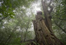 На Житомирщині виявили 700 гектарів унікальних лісів