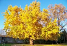 У Житомирський області висадили найдавніше дерево в світі – гінкго білоба