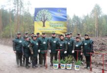 На Житомирщині лісівники висадили 300 тисяч дерев