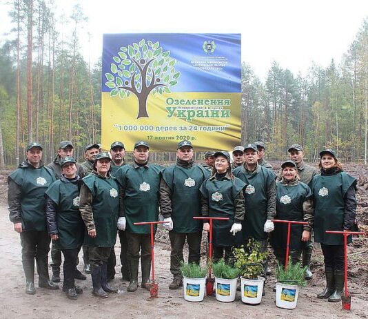 На Житомирщині лісівники висадили 300 тисяч дерев