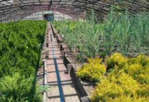 В лісгоспах Житомирської області підраховують кількість вирощених сіянців