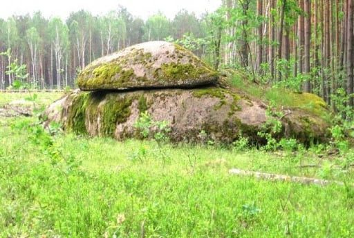 В Житомирской области хотели похитить мох из Каменного села