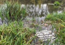 Біля Житомира у річці було виявлено тропічну ряску, якої раніше не було в Україні