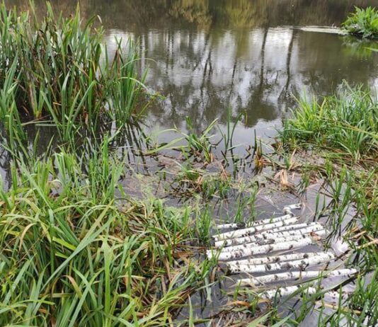 Біля Житомира у річці було виявлено тропічну ряску, якої раніше не було в Україні