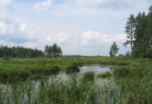 В Житомирской области в заповеднике хотят добывать руду — экосистема под угрозой