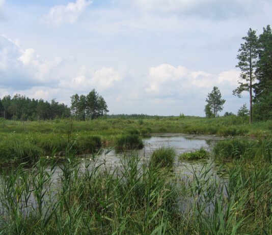 У Житомирській області у заповіднику хочуть добувати руду – екосистема під загрозою