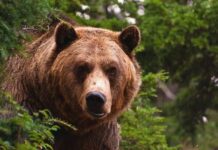 Ведмеді з житомирської “Білої скелі” переїхали на Київщину та потребують допомоги