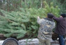 Штраф до 5100 гривен заплатят те, кто незаконно будет рубить елки