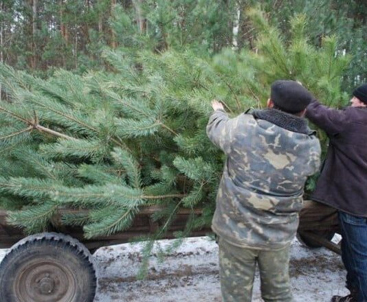 Штраф до 5100 гривень заплатять ті, хто незаконно буде рубати ялинки