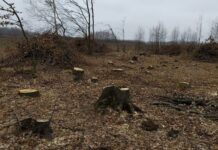 У Житомирській області браконьєрами було вирубано лісу на шість мільйонів гривень