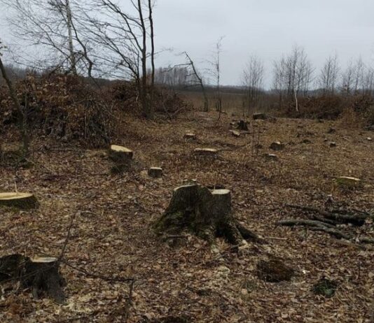 У Житомирській області браконьєрами було вирубано лісу на шість мільйонів гривень