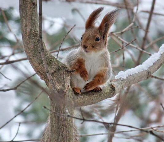 На карантині містечко Житомирської області через скажену білку Сказ