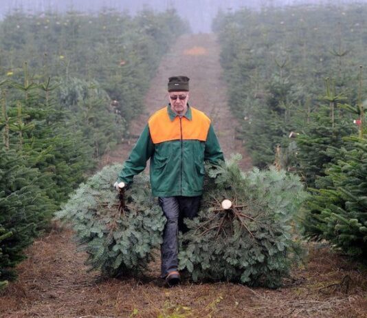 У Житомирській області до Нового року виростили 400 тисяч ялинок та сосен