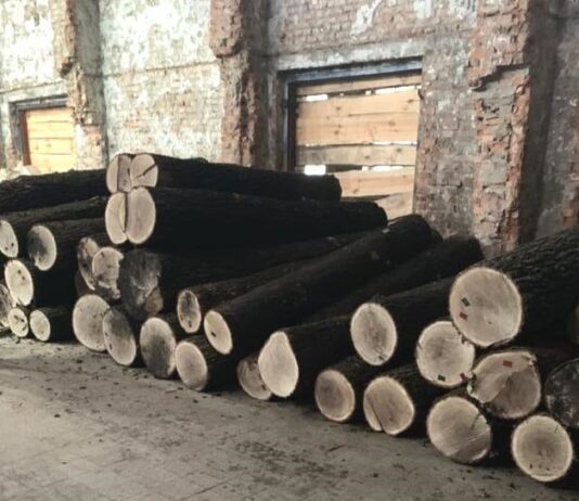 У Житомирській області під видом “санітарної” вирубки знищили здорові дуби, які потім відправляли на експорт