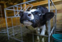 У Житомирі працює мультиферма, яку можна відвідати безкоштовно. Незабаром там хочуть поселити єнотів