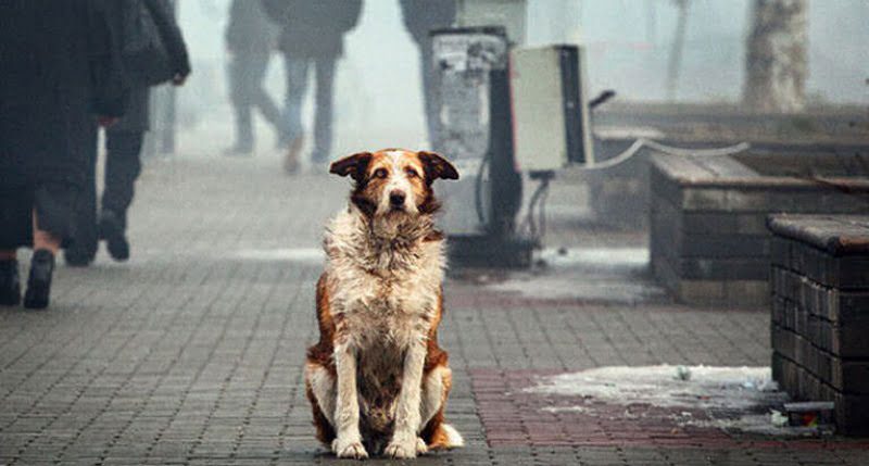 Центр захисту тварин