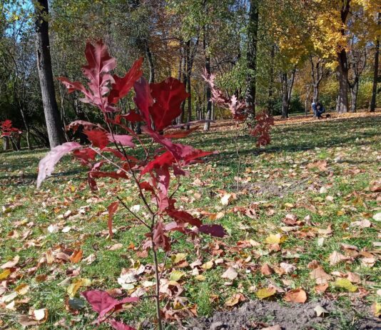 Дерево як символ життя — у Житомирі підтримали військових за допомогою саджанців