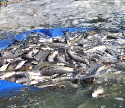 Зариблення річки Тетерів: відновлення екосистеми чи марнотратство?