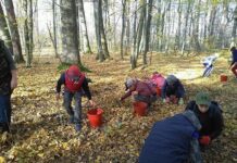 Бізнес по-житомирськи. Або як заробити на жолудях