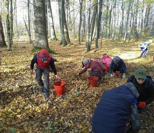Бізнес по-житомирськи. Або як заробити на жолудях