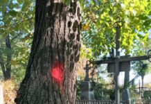 Розтрощене кладовище, або наслідки зрізання дерев у Житомирі