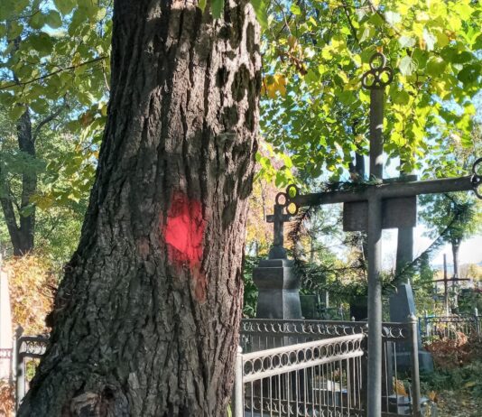 Розтрощене кладовище, або наслідки зрізання дерев у Житомирі