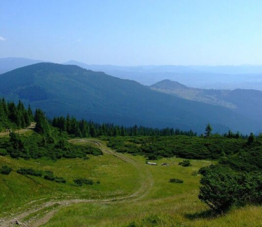 Зелене місто – як жителі висадили 1 мільйон дерев