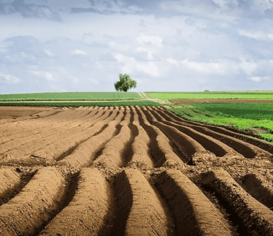 Гектари земель Житомирщини зникають з переліку об’єктів комунальної власності внаслідок незаконної приватизації